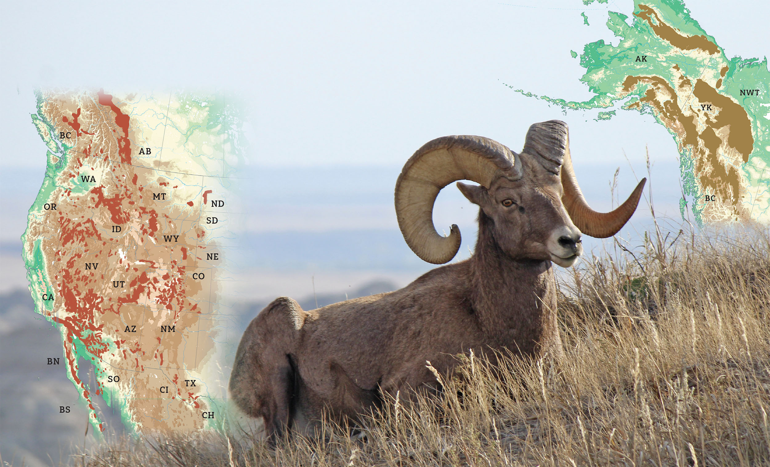 Bighorn ram resting on a mountain with overlays of wild sheep range maps.